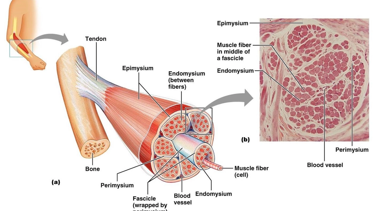El papel de los espasmos musculares de la vejiga y del tracto urinario en la esclerosis múltiple